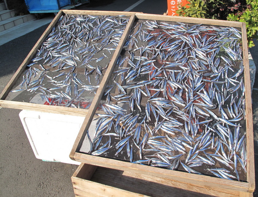 (�L)��萅�Y�@�����N���E�����������X�@�u���O