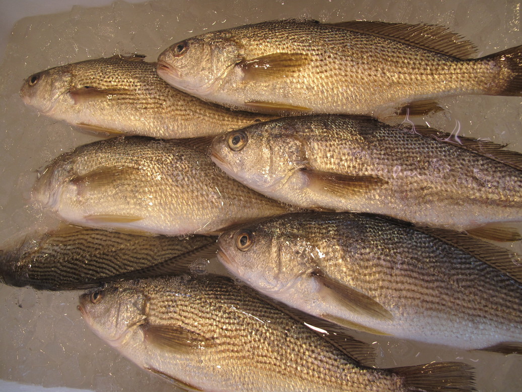 (�L)��萅�Y�@�����N���E�����������X�@�u���O