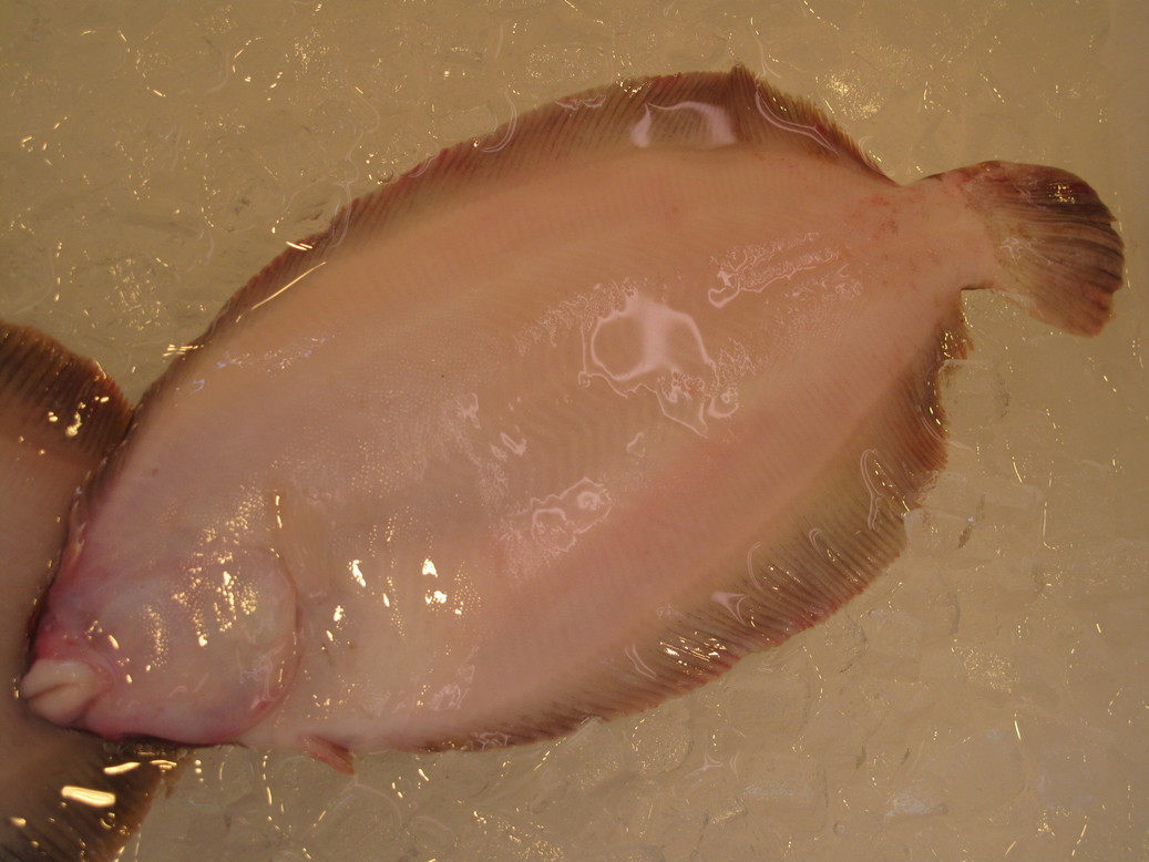 (�L)��萅�Y�@�����N���E�����������X�@�u���O