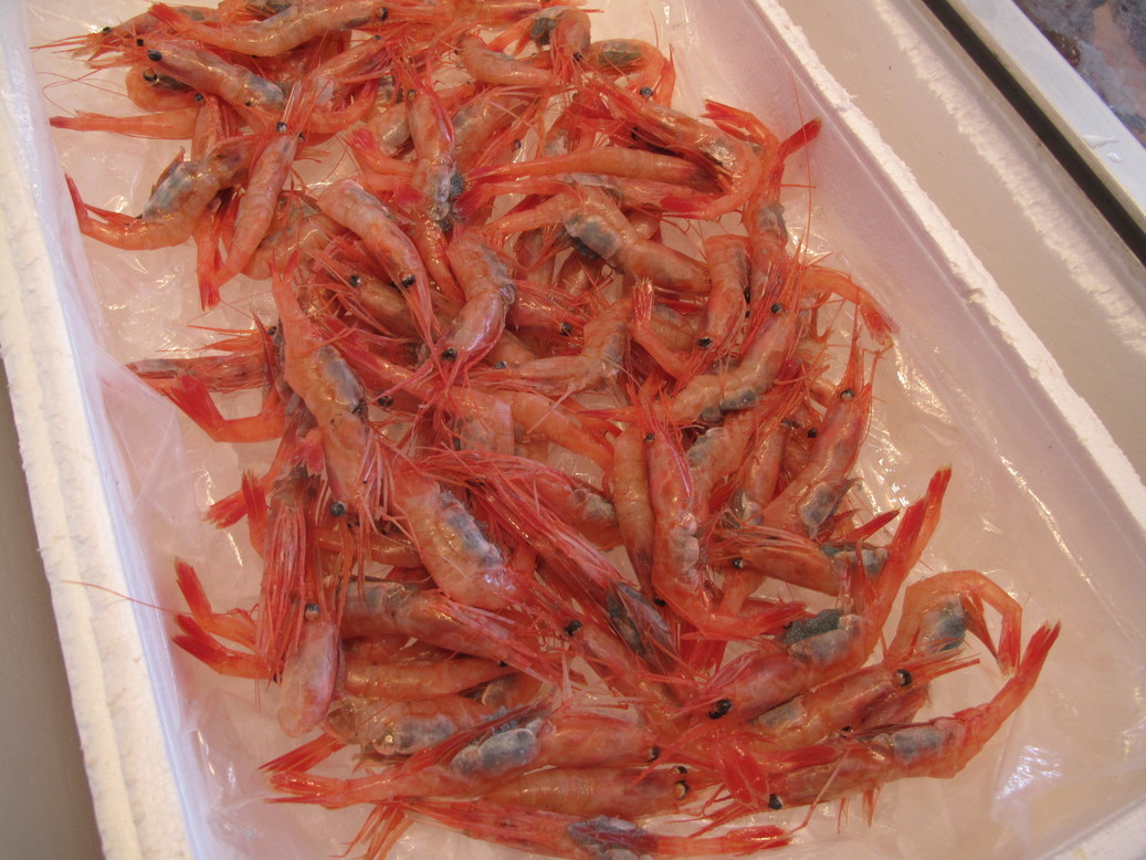 (�L)��萅�Y�@�����N���E�����������X�@�u���O