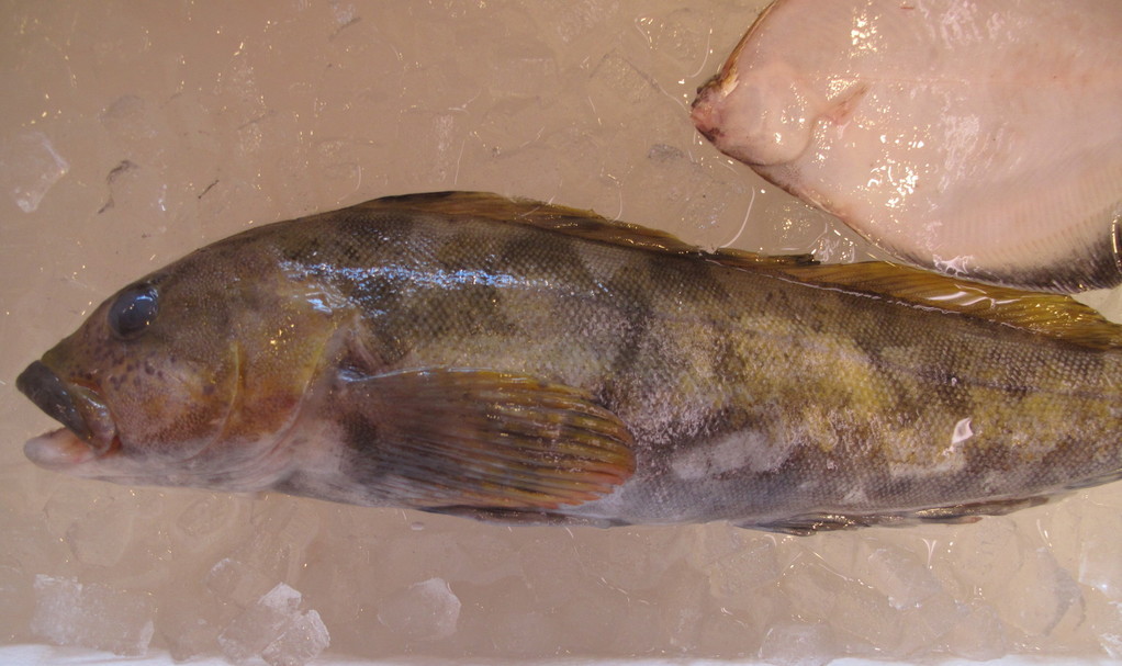 (�L)��萅�Y�@�����N���E�����������X�@�u���O