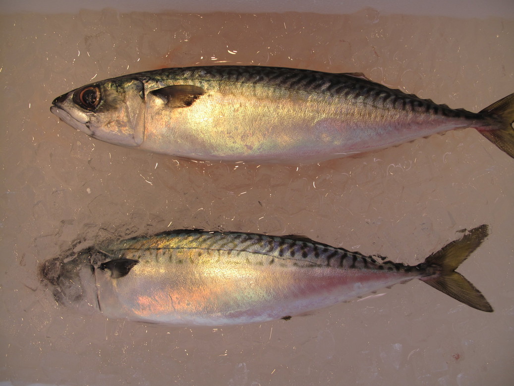 (�L)��萅�Y�@�����N���E�����������X�@�u���O