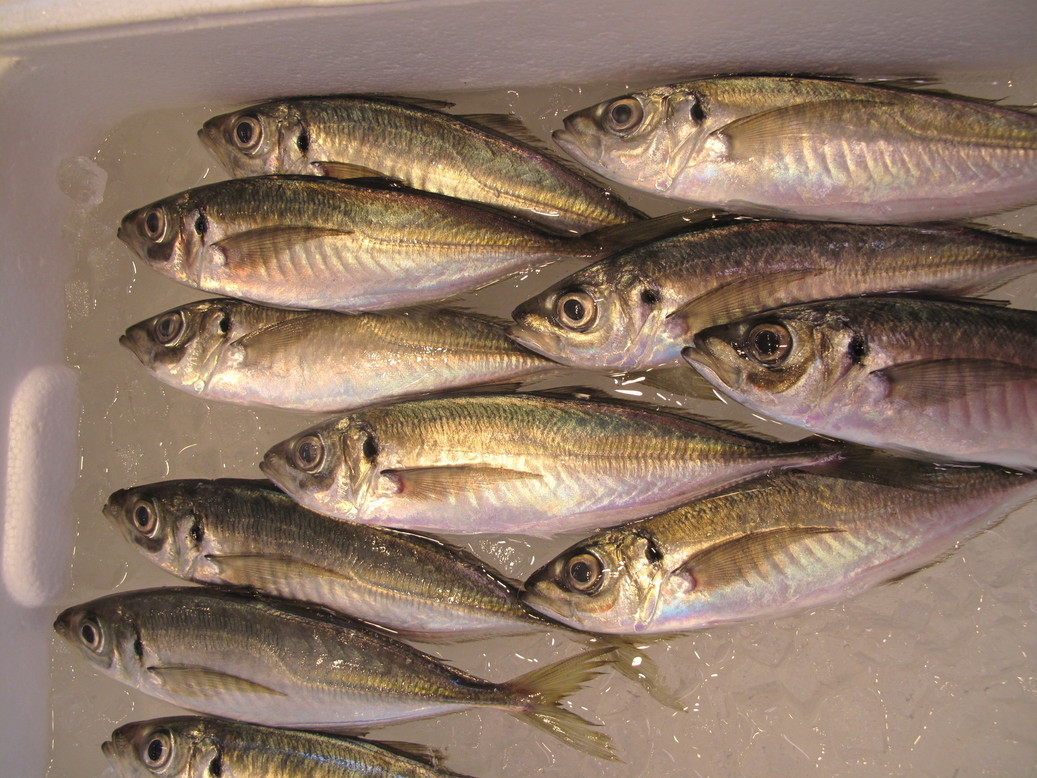 (�L)��萅�Y�@�����N���E�����������X�@�u���O