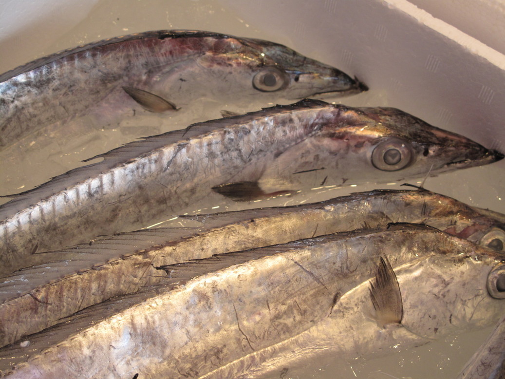 (�L)��萅�Y�@�����N���E�����������X�@�u���O