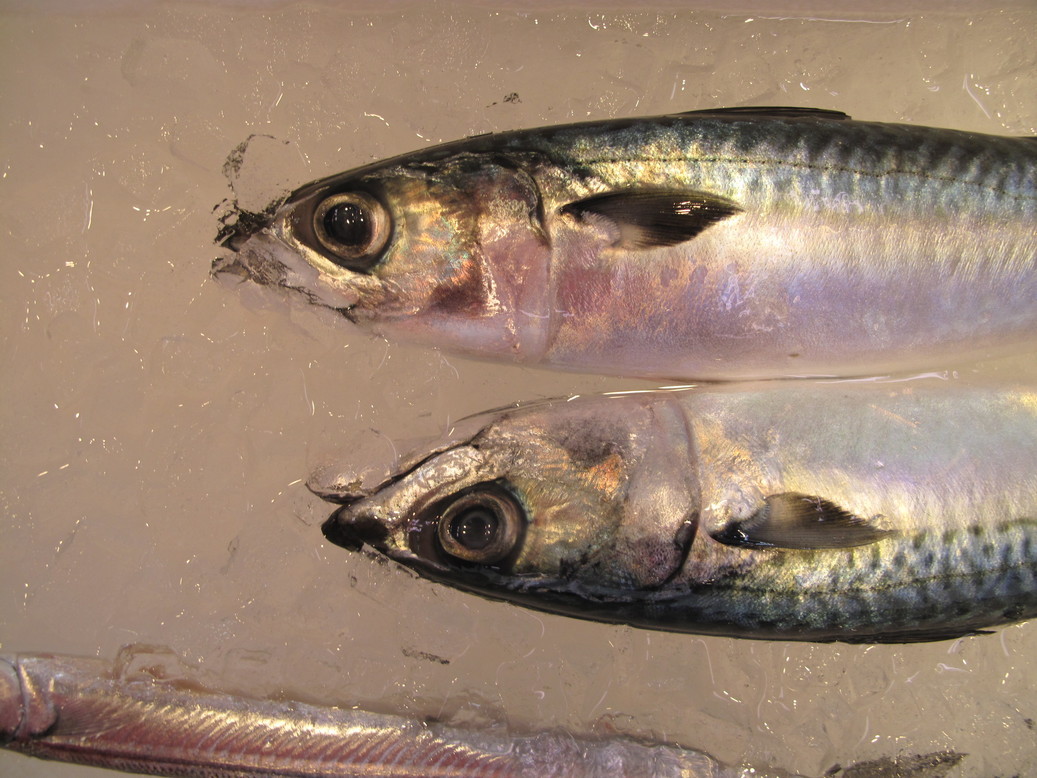 (�L)��萅�Y�@�����N���E�����������X�@�u���O