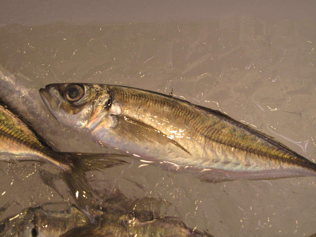 (�L)��萅�Y�@�����N���E�����������X�@�u���O