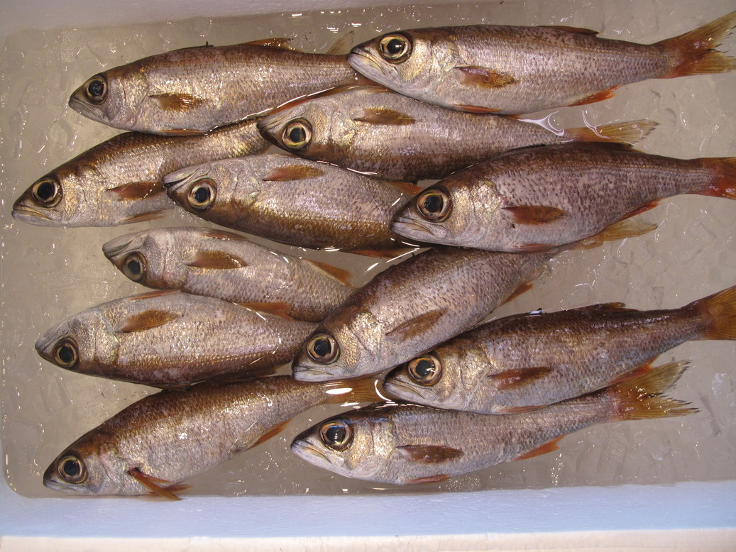 (�L)��萅�Y�@�����N���E�����������X�@�u���O