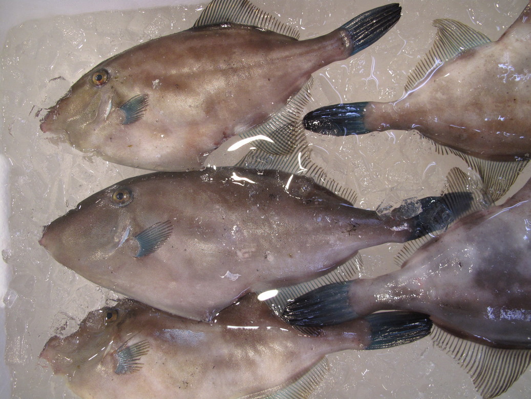 (�L)��萅�Y�@�����N���E�����������X�@�u���O