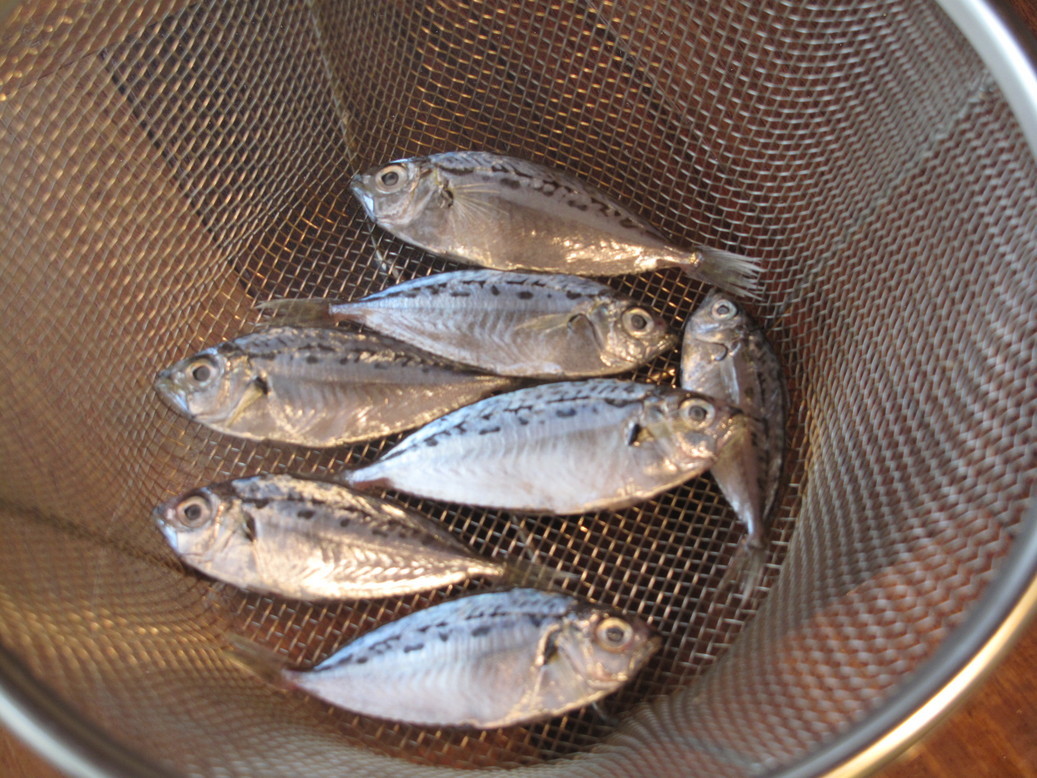 (�L)��萅�Y�@�����N���E�����������X�@�u���O