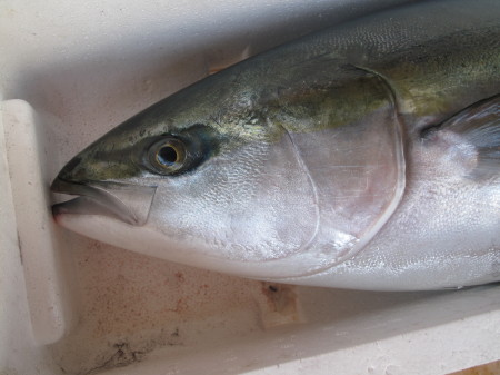 (�L)��萅�Y�@�����N���E�����������X�@�u���O