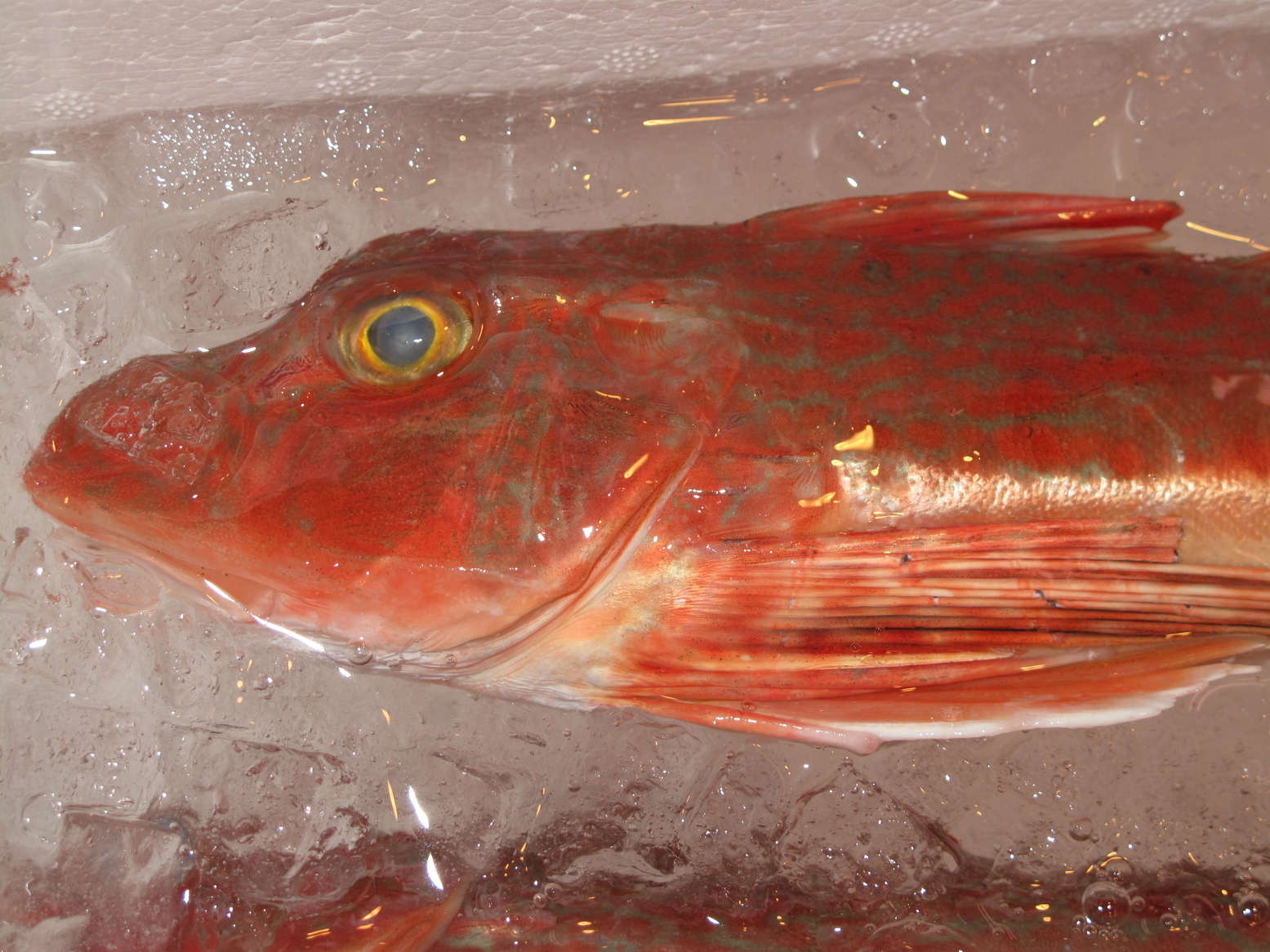 (�L)��萅�Y�@�����N���E�����������X�@�u���O