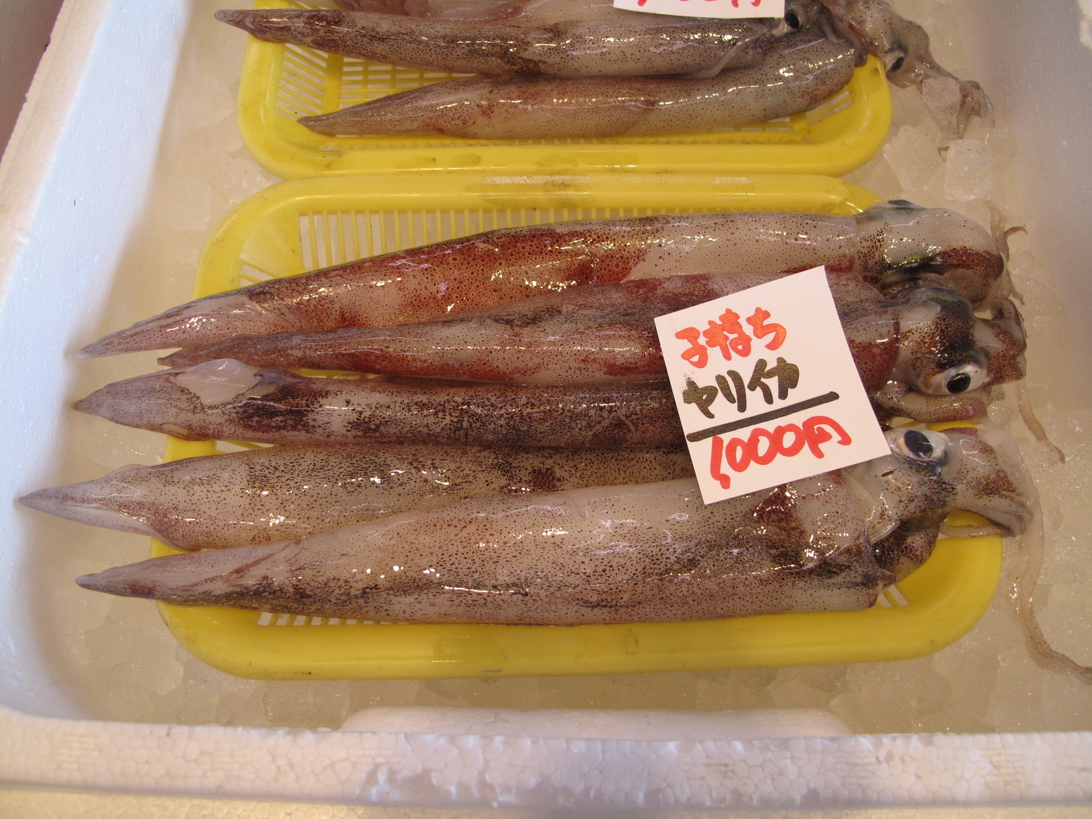 (�L)��萅�Y�@�����N���E�����������X�@�u���O