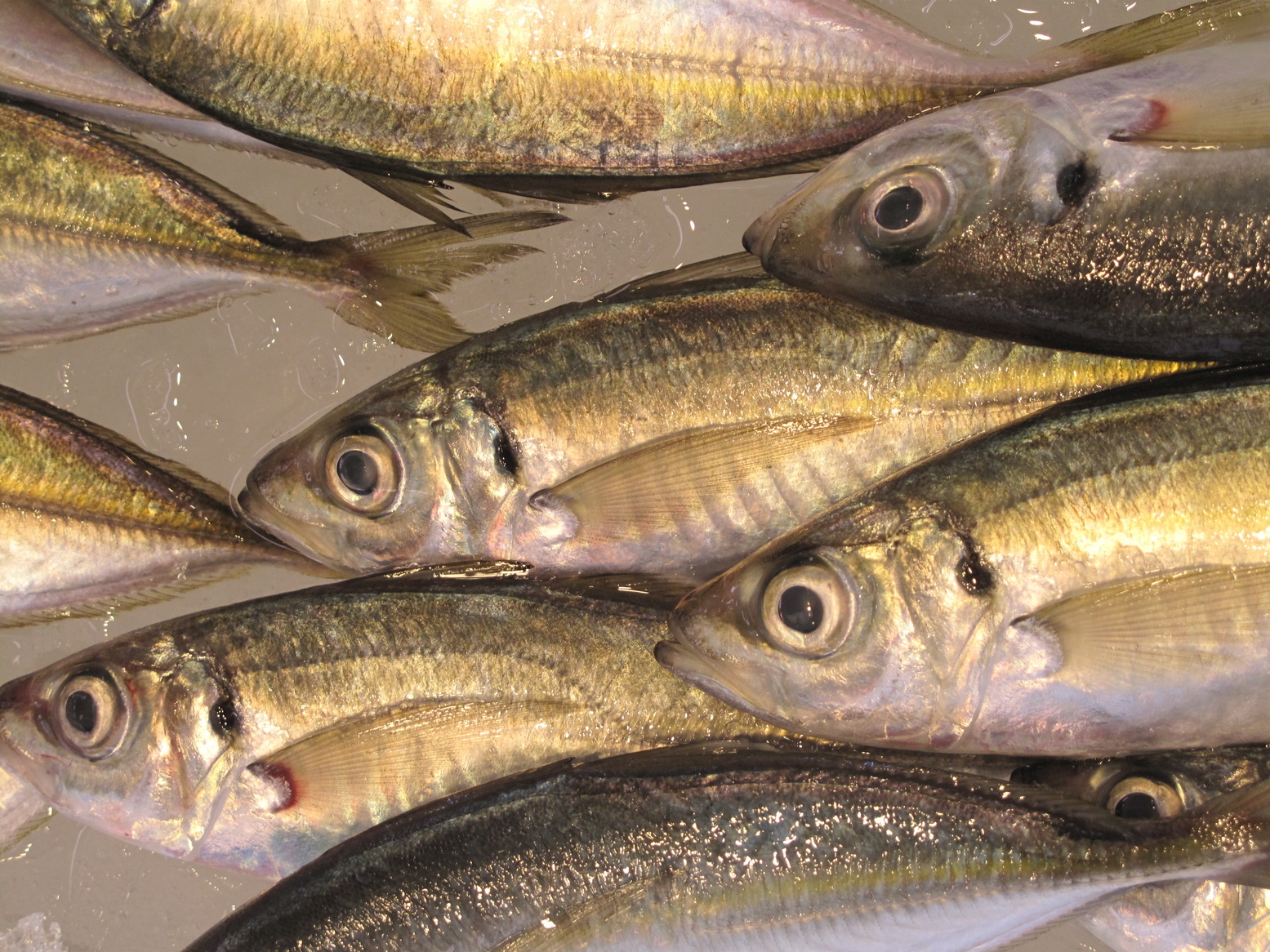 (�L)��萅�Y�@�����N���E�����������X�@�u���O