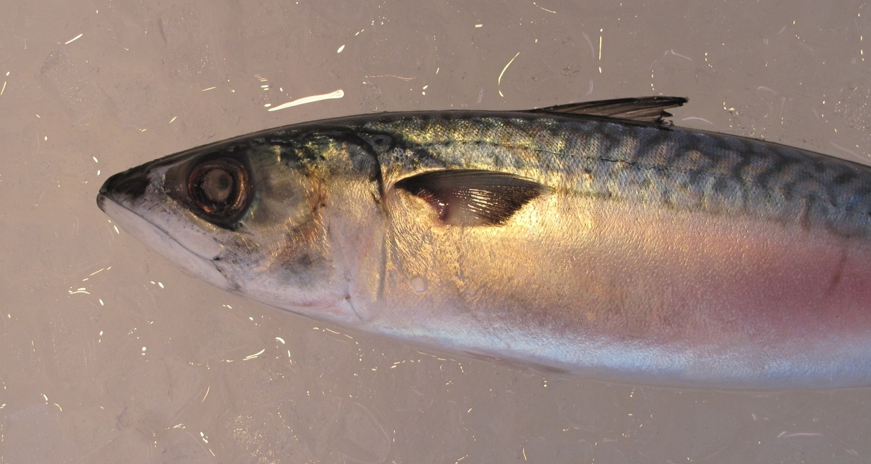 (�L)��萅�Y�@�����N���E�����������X�@�u���O