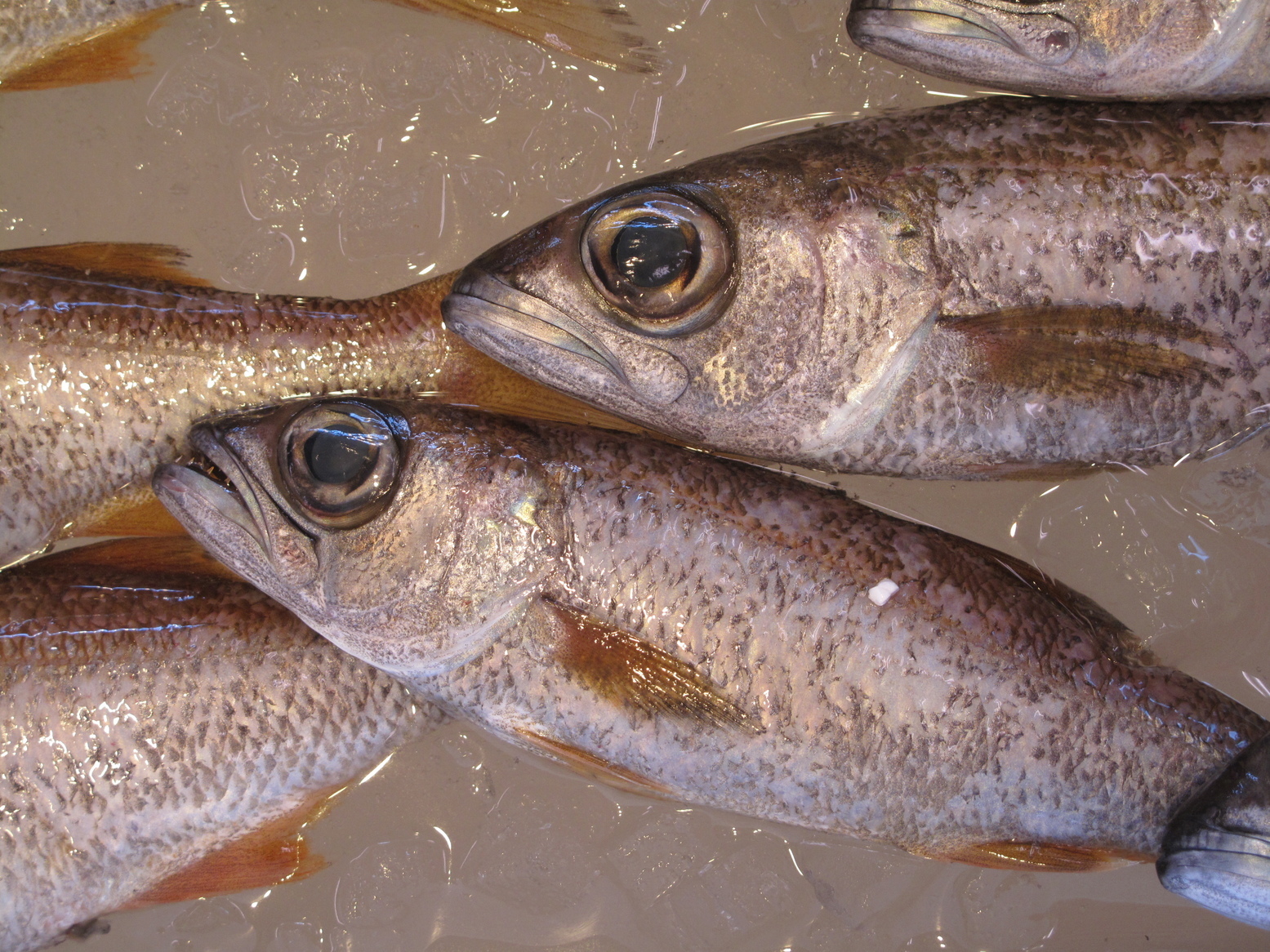 (�L)��萅�Y�@�����N���E�����������X�@�u���O