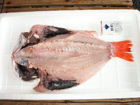 (�L)��萅�Y�@�����N���E�����������X�@�u���O