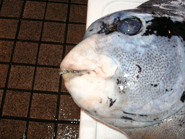 (�L)��萅�Y�@�����N���E�����������X�@�u���O