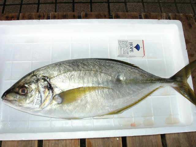 (�L)��萅�Y�@�����N���E�����������X�@�u���O