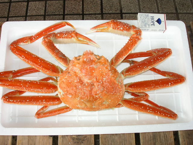 (�L)��萅�Y�@�����N���E�����������X�@�u���O