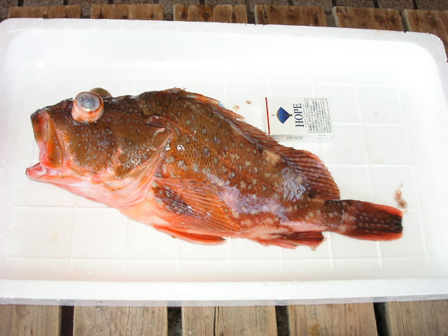 (�L)��萅�Y�@�����N���E�����������X�@�u���O