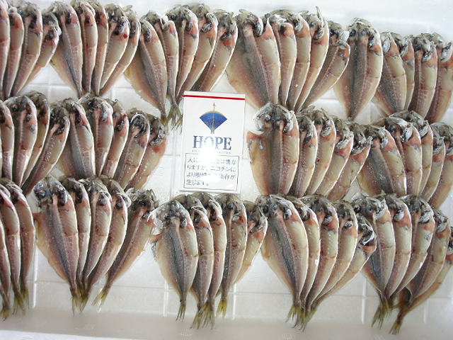 (�L)��萅�Y�@�����N���E�����������X�@�u���O