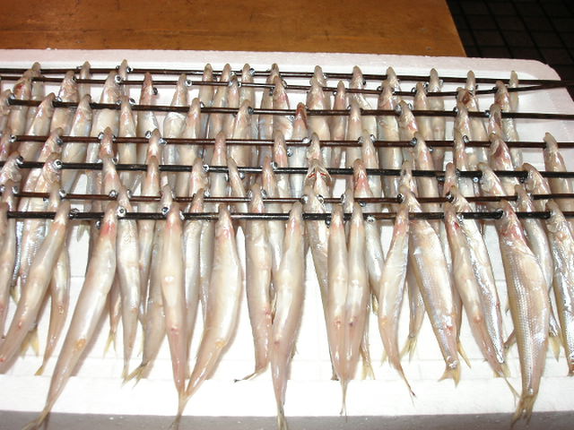 (�L)��萅�Y�@�����N���E�����������X�@�u���O