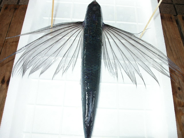 (�L)��萅�Y�@�����N���E�����������X�@�u���O