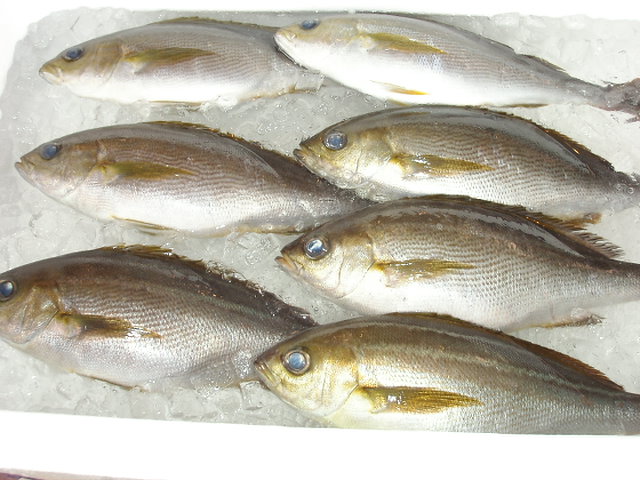 (�L)��萅�Y�@�����N���E�����������X�@�u���O