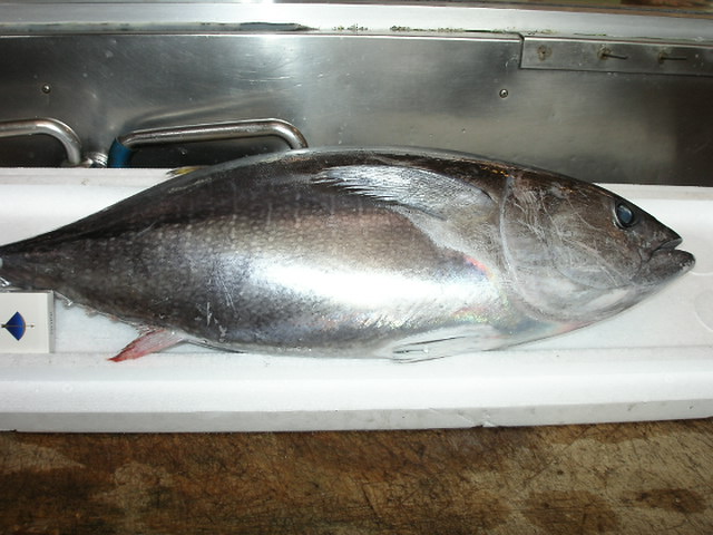 (�L)��萅�Y�@�����N���E�����������X�@�u���O