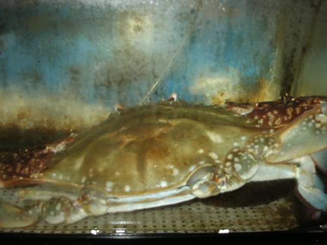 (�L)��萅�Y�@�����N���E�����������X�@�u���O