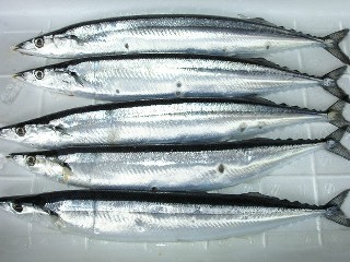 (�L)��萅�Y�@�����N���E�����������X�@�u���O