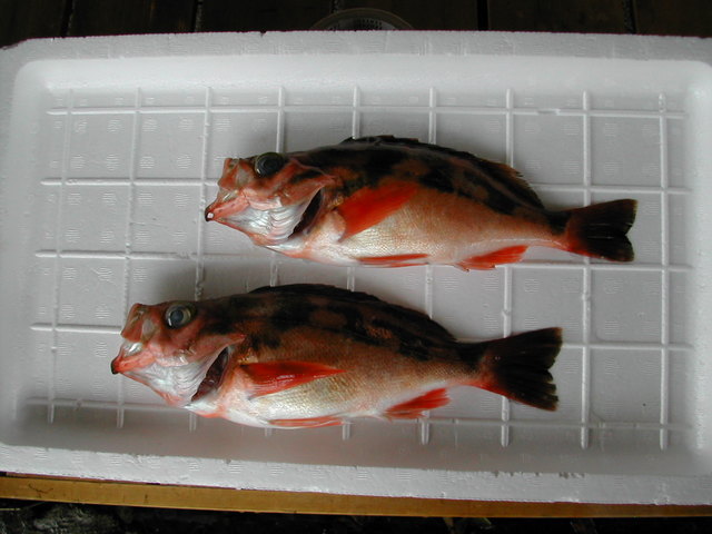 (�L)��萅�Y�@�����N���E�����������X�@�u���O