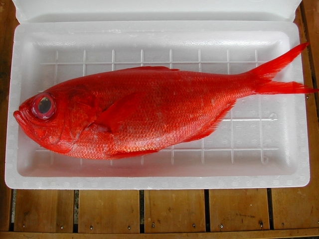 (�L)��萅�Y�@�����N���E�����������X�@�u���O