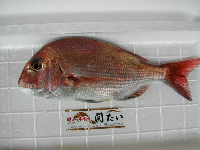 (�L)��萅�Y�@�����N���E�����������X�@�u���O