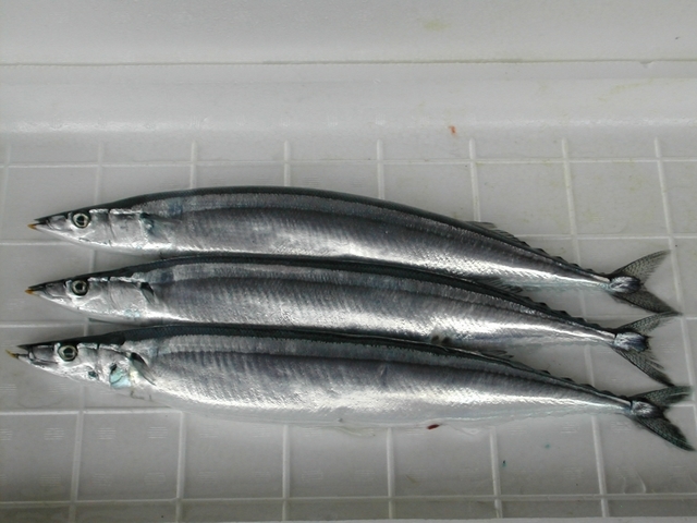 (�L)��萅�Y�@�����N���E�����������X�@�u���O