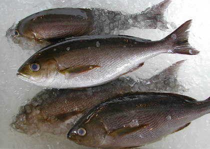 (�L)��萅�Y�@�����N���E�����������X�@�u���O