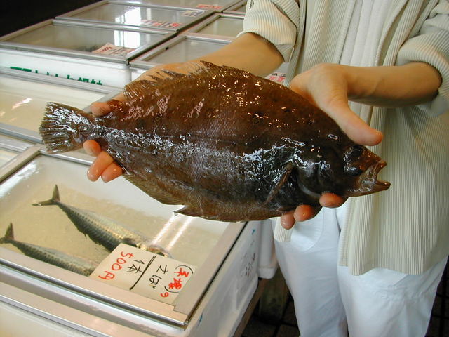 (�L)��萅�Y�@�����N���E�����������X�@�u���O