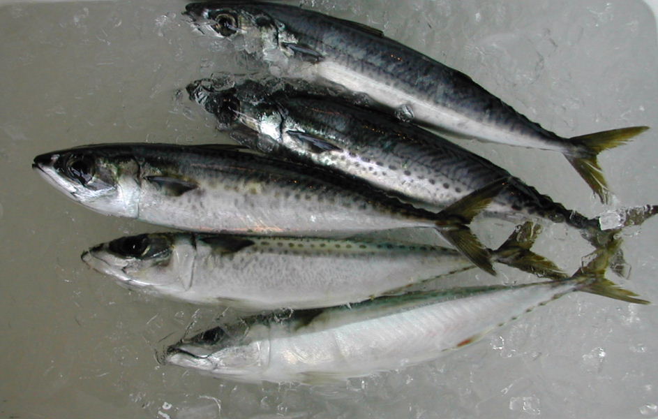 (�L)��萅�Y�@�����N���E�����������X�@�u���O