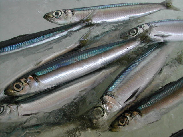 (�L)��萅�Y�@�����N���E�����������X�@�u���O