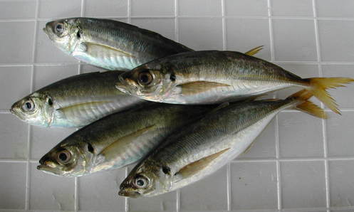 (�L)��萅�Y�@�����N���E�����������X�@�u���O