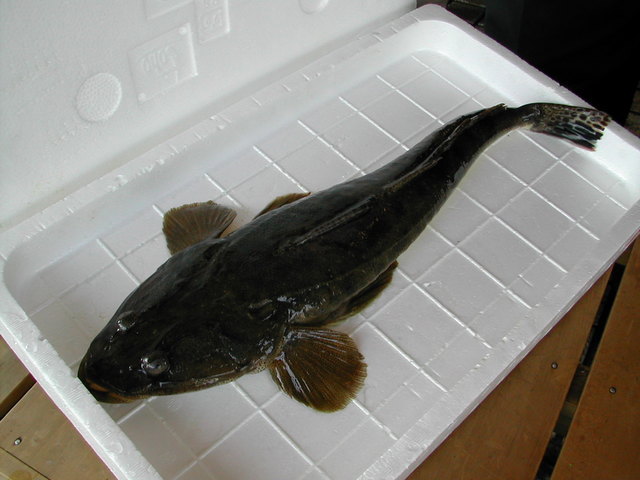 (�L)��萅�Y�@�����N���E�����������X�@�u���O