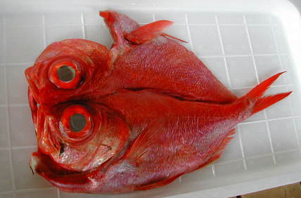 (�L)��萅�Y�@�����N���E�����������X�@�u���O