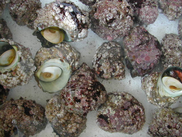 (�L)��萅�Y�@�����N���E�����������X�@�u���O