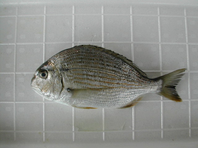 (�L)��萅�Y�@�����N���E�����������X�@�u���O