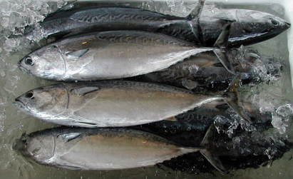 (�L)��萅�Y�@�����N���E�����������X�@�u���O