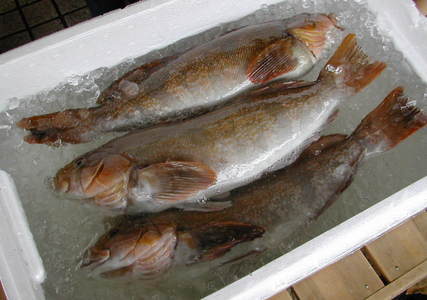 (�L)��萅�Y�@�����N���E�����������X�@�u���O