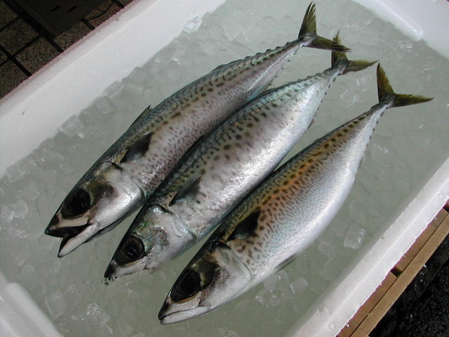 (�L)��萅�Y�@�����N���E�����������X�@�u���O