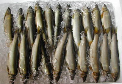 (�L)��萅�Y�@�����N���E�����������X�@�u���O