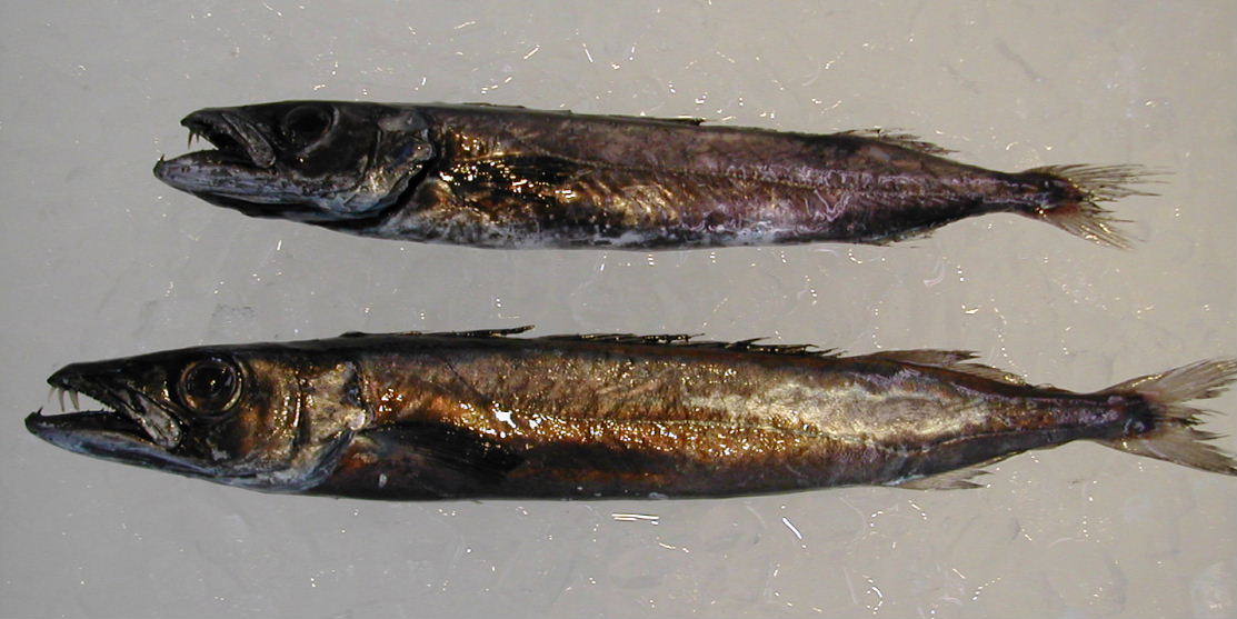 (�L)��萅�Y�@�����N���E�����������X�@�u���O