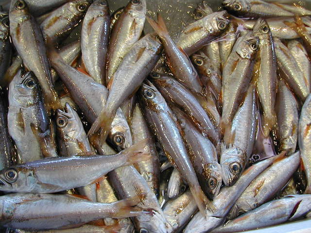 (�L)��萅�Y�@�����N���E�����������X�@�u���O